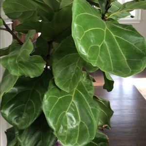 Meet your Posher, Corey